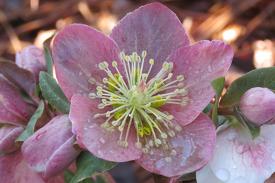 Discover the beauty of hellebores